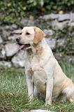 LABRADOR 849
